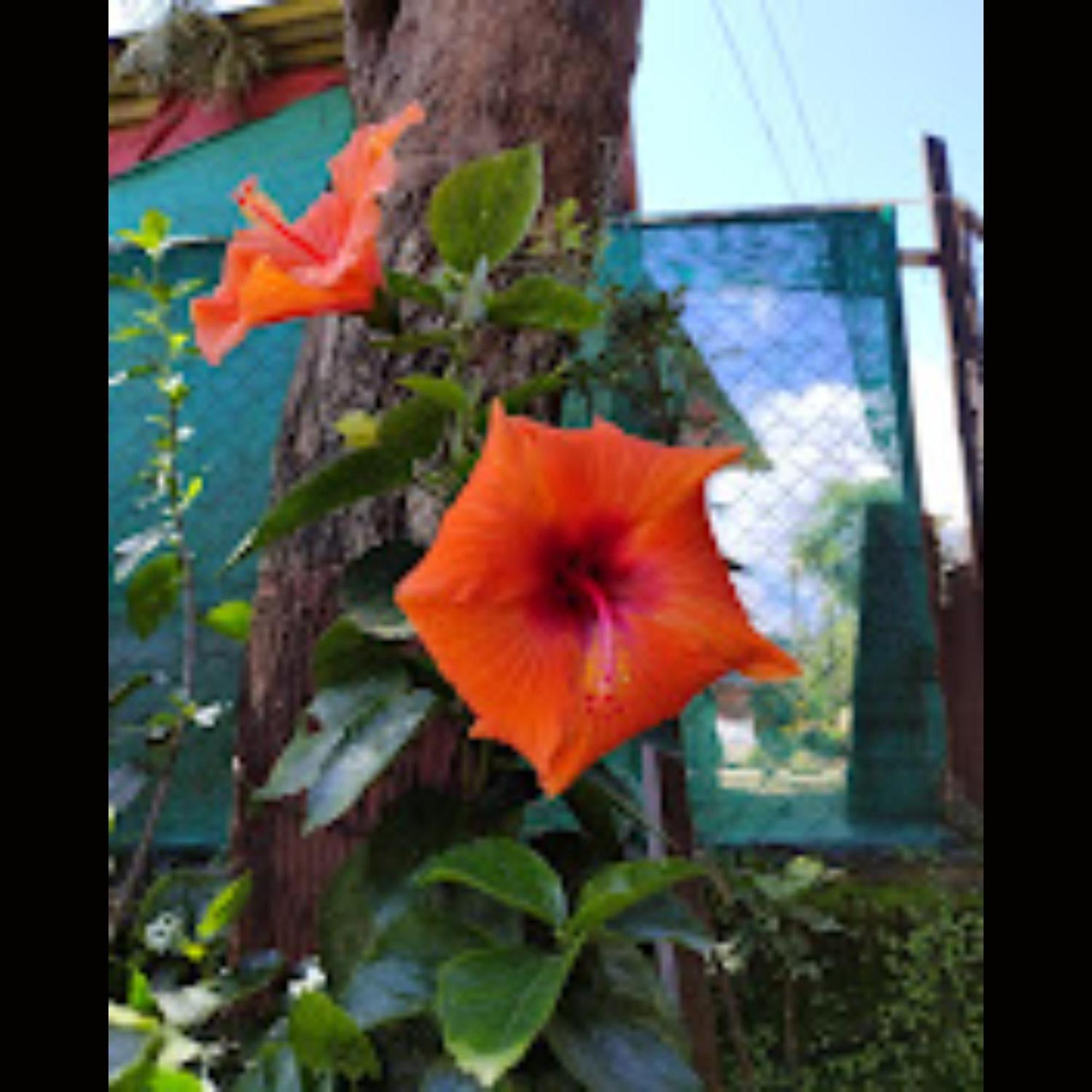 Strawberry County Hotel Panchgani Exterior photo