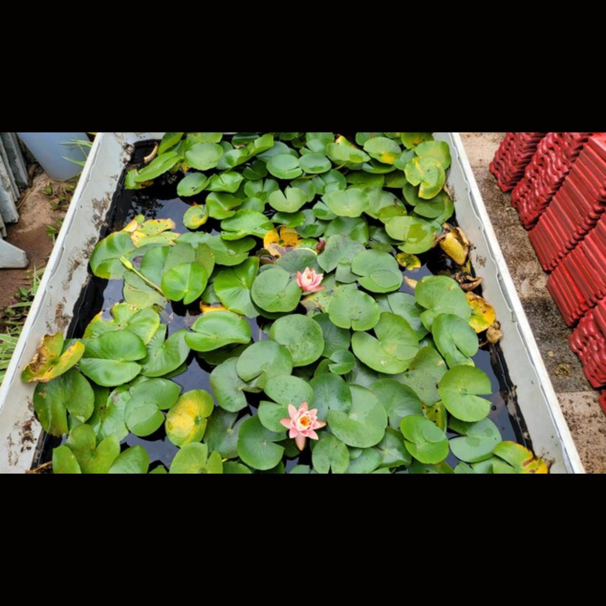 Strawberry County Hotel Panchgani Exterior photo